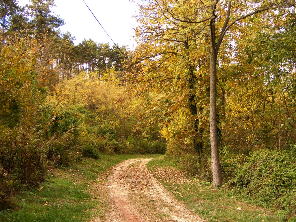 photo76.jpg