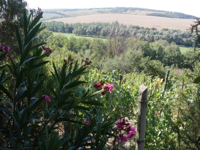 photo38.jpg