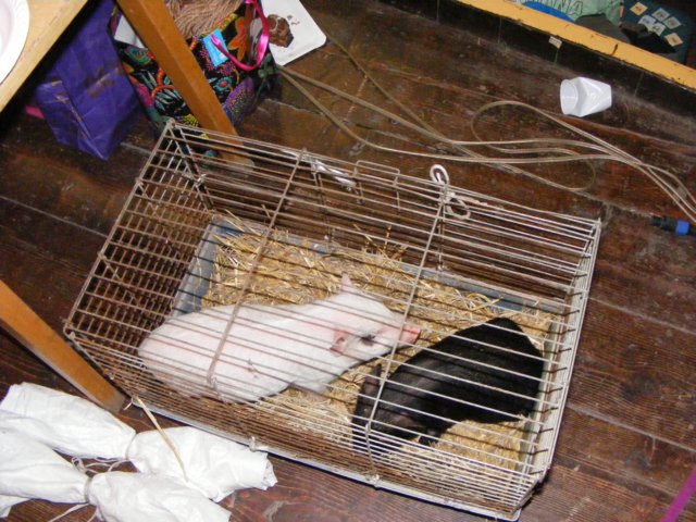 photo107.jpg