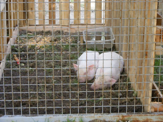 photo79.jpg